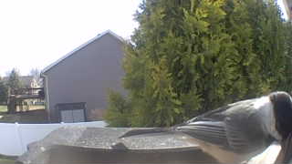 black-capped chickadee