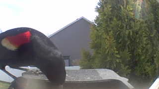 red-winged blackbird