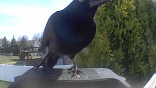 common grackle