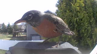 american robin