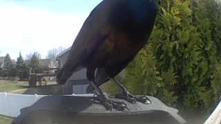 common grackle