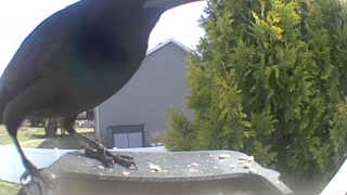 american crow