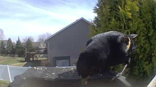 yellow-headed blackbird