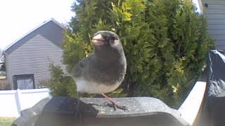 dark-eyed junco