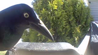 common grackle