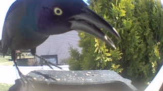 common grackle