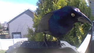 common grackle