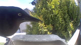 common grackle
