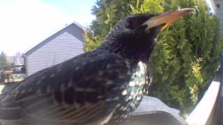 european starling