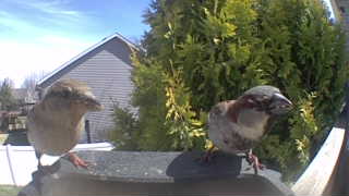 house sparrow