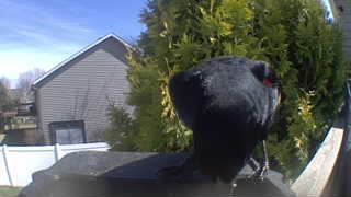brown-headed cowbird