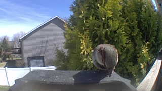 black-capped chickadee