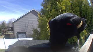 red-winged blackbird