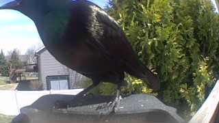 common grackle