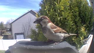 house sparrow
