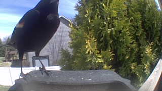 red-winged blackbird