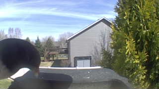 black-capped chickadee