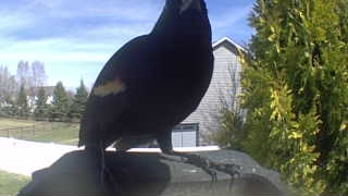 red-winged blackbird