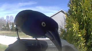 common grackle