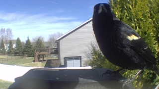 red-winged blackbird