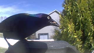 common grackle