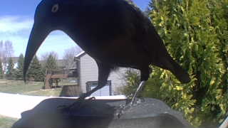 common grackle
