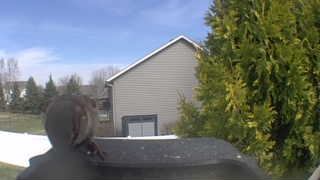 brown-headed cowbird