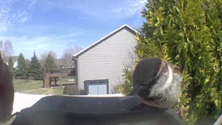 black-capped chickadee