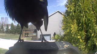 common grackle