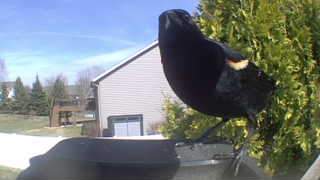 red-winged blackbird