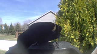 red-winged blackbird