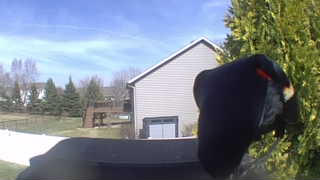 red-winged blackbird