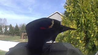 red-winged blackbird