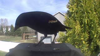 red-winged blackbird