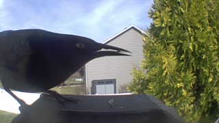 common grackle