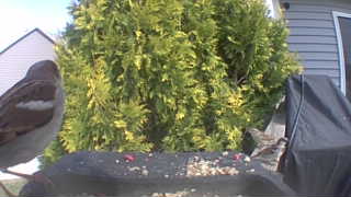 american tree sparrow