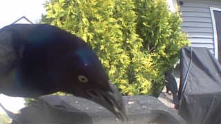 common grackle