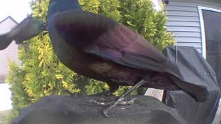 common grackle