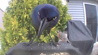common grackle
