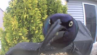 common grackle