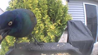 common grackle