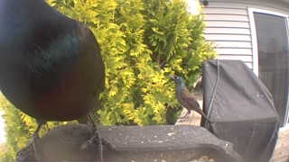common grackle