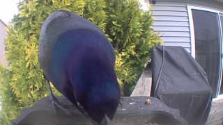 common grackle