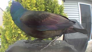 common grackle
