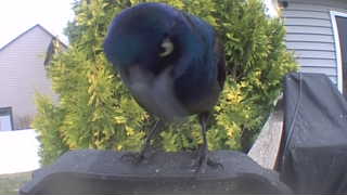 common grackle