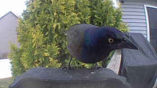 common grackle