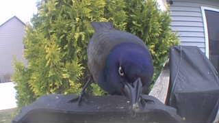common grackle