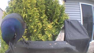 common grackle