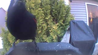 red-winged blackbird