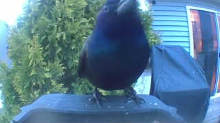common grackle